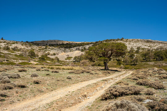Road to Calar de Santa Barbara in Sierra de Baza, Andalusia, Spain