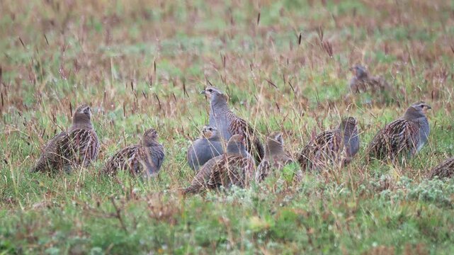 Grey partridge flock (Perdix perdix) in a wet autumn pasture