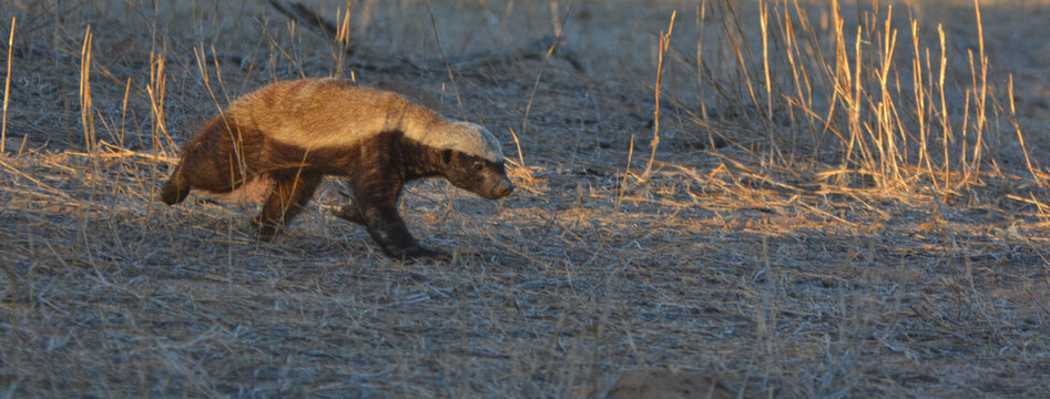 Honey Badger Mellivora capensis running golden evening light Kgalagadi Kalahari South Africa