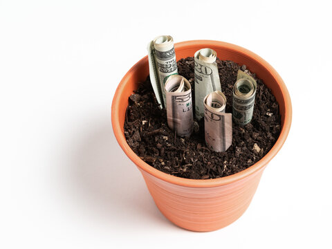 Rolled US Dollar Bills Growing in a Terracotta Flower Pot Representing Financial Success and Wealth