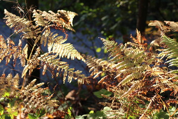 Golden autumn fern leaves illuminated by warm sunlight in a forest. Dry and vibrant foliage creates a cozy seasonal atmosphere, natural background, and peaceful forest landscape. © Iryna