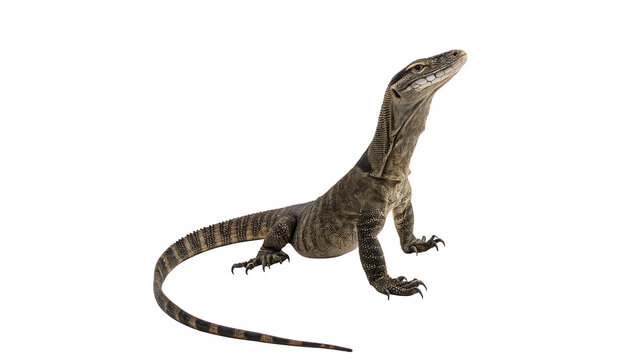 A wild brown monitor lizard komodo dragon crawling isolated on transparent background
