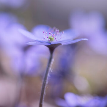 Liverleaf blooming in spring forest in Bavaria Germany