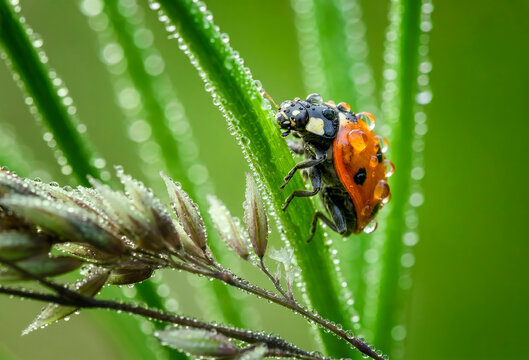 Ladybug with dew drops on blade of grass in meadow