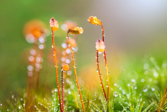 Moss capsules covered in morning dew drops
