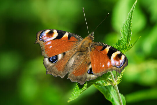 Peacock butterfly on a plant in a spring forest