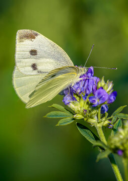 Cabbage white butterfly on alfalfa blossom in summer meadow