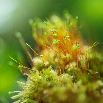 Moss capsules on Moss cushions in delicate spring light