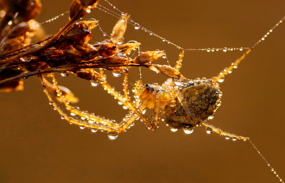 Spider on dew-covered web in morning summer light