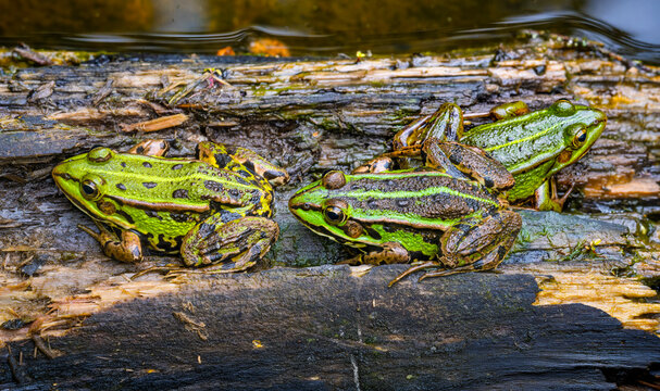 Three water frogs resting on deadwood in summer nature