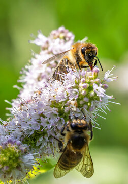 Two honey bees pollinating mint flowers in garden