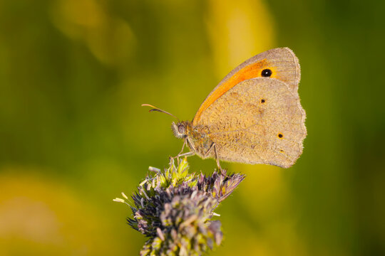 Large meadow brown butterfly perched on wildflower in westerwald