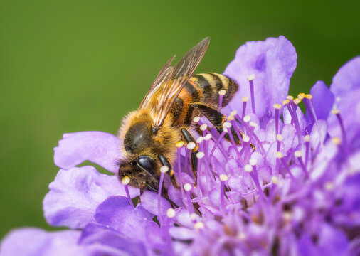 Honey bee on purple scabious flower in summer