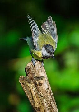 Great tit bird spreading wings on wooden post in nature
