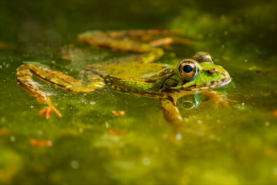 Green frog floating in Pond during summer