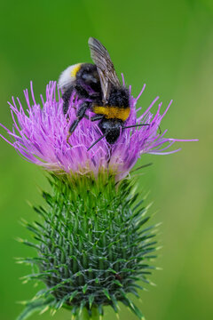 Earth bumblebee collecting nectar on a blooming thistle flower