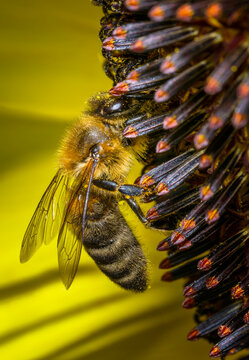 Honey bee pollinating sunflower flower
