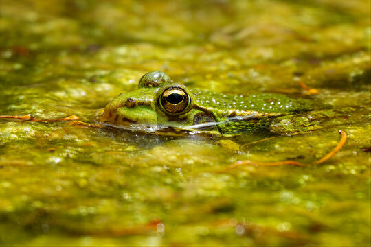 Green frog in Pond with algae in summer
