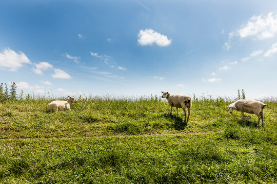 Sheep grazing on a grassy dike in Schleswig-Holstein, Germany