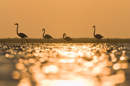 Greater flamingoes silhouette at sunrise in Camargue, France