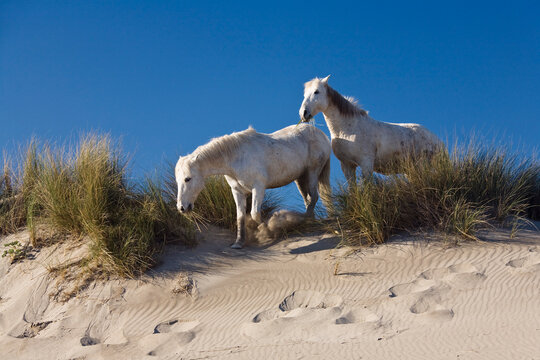 Camargue horses on sand dune in camargue, France