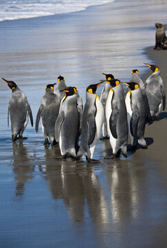 King penguins gathered on the beach at South Georgia, Antarctica
