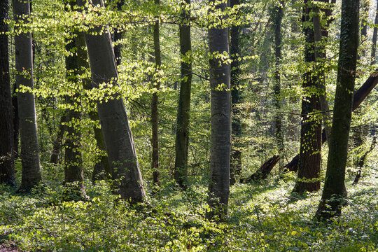 Beech trees in spring in Upper Bavaria forest Germany