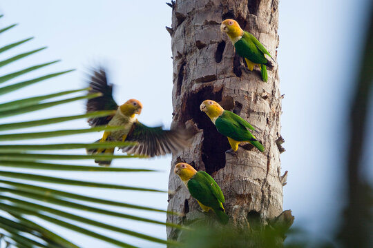 White-bellied parrots perched and flying rainforest