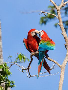Red-and-green macaws perched on tree branch in rainforest Peru