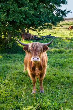 Galloway cattle grazing on holnis peninsula grassland