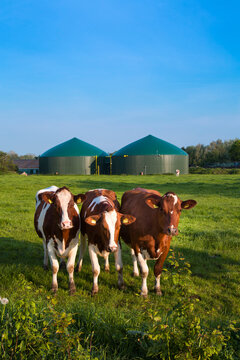 Cows in meadow with biogas plant in Schleswig-Holstein, Germany
