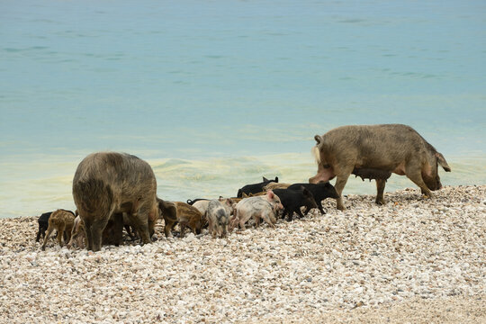 Wild boar and piglets foraging on pebble beach at Cala Sisine Sardinia
