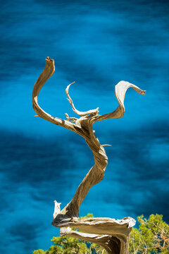 Twisted juniper tree branch overlooking blue sea