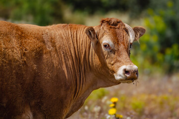 Close-up profile portrait of a brown cow with short curved horns standing in a field of yellow wildflowers on a sunny day, stock photography. © Alessandro Ferro