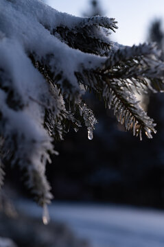 A close-up view shows a snow-covered pine tree branch adorned with sparkling ice crystals and hanging icicles. This wintry scene conveys the quiet beauty of a snowy forest during cold