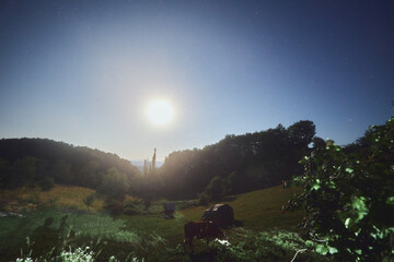Moon on a night sky with nature silhouettes. © astrosystem