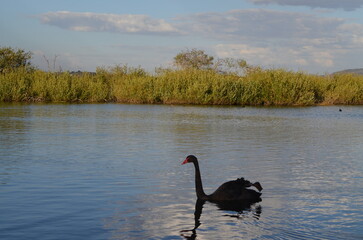 black swan on the lake © Ethan.W