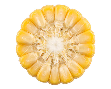 Yellow corn cob slice showing internal kernels