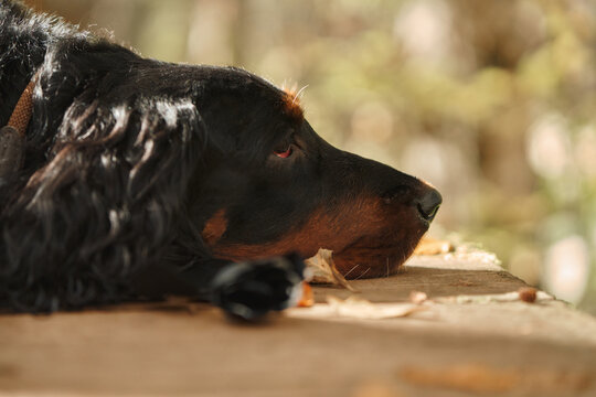 Gordon Setter rests its head on a wooden surface in soft natural light. Close-up side profile highlights the relaxed dog during a quiet outdoor break.