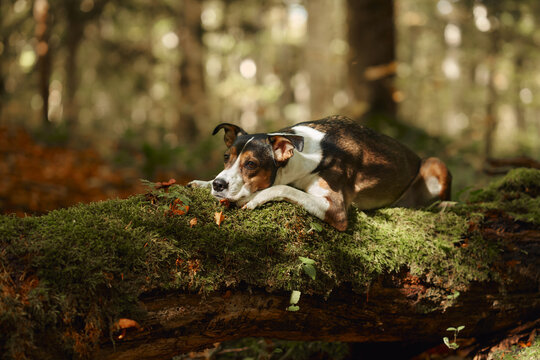 Mixed breed dog lies on a green moss-covered fallen tree in woodland. Warm fall foliage and soft light create a peaceful seasonal outdoor adventure scene.