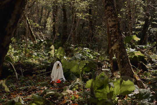 Mixed breed dog dressed as a white ghost stands among mossy woodland trees. Seasonal foliage creates a playful Halloween scene during a fall forest adventure.