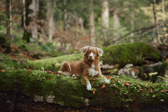 Nova Scotia Duck Tolling Retriever lies among green moss and fallen woodland trees. Natural fall scenery creates a peaceful setting for hiking, travel and outdoor adventure.
