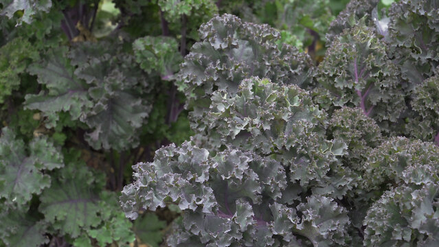 Crisp purple kale leaves show intricate frilled edges in a close-up shot. Overcast lighting emphasizes the rich violet stems and textured foliage.