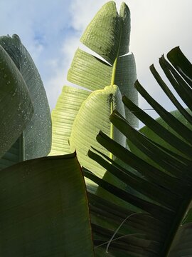 Banana Leaves with Droplets
