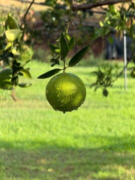 A green hanging fruit covered in raindrops