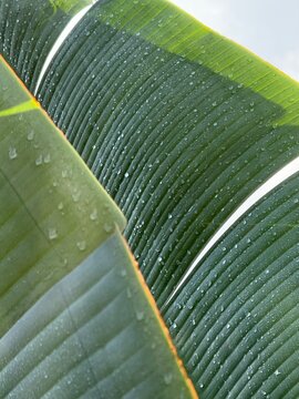 Detail of leaves covered in raindrops