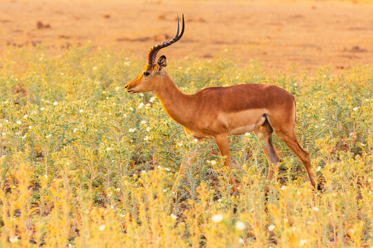 Impala (Aepyceros melampus) buck walking on savanna with wild flowers in warm early morning light, Chobe National Park Botswana