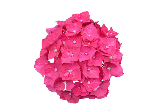 Showy red mophead Hydrangea macrophylla blooms, isolated on white background, clipping path