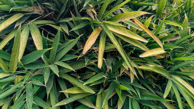 close up of a plant