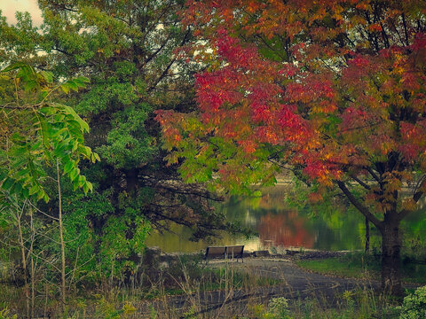 Wooden park bench sitting along a serene lake surrounded by vibrant autumn trees with red and green autumn foliage